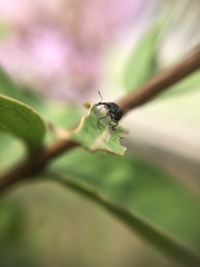 Nanophyinae