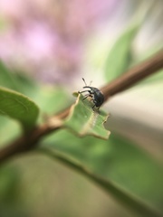 Nanophyinae