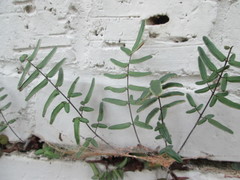 Pellaea atropurpurea