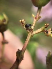 Nanophyinae