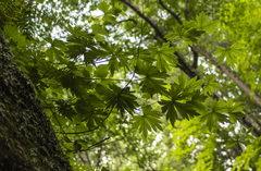 Aconitum noveboracense