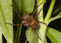Dolomedes striatus