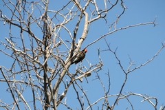 Dryobates nuttallii