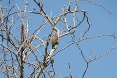 Dryobates nuttallii