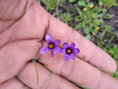 Sisyrinchium scabrum