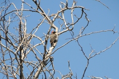 Dryobates nuttallii