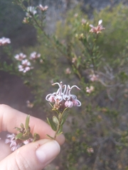 Grevillea sphacelata
