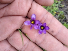 Sisyrinchium scabrum