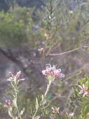 Grevillea sphacelata