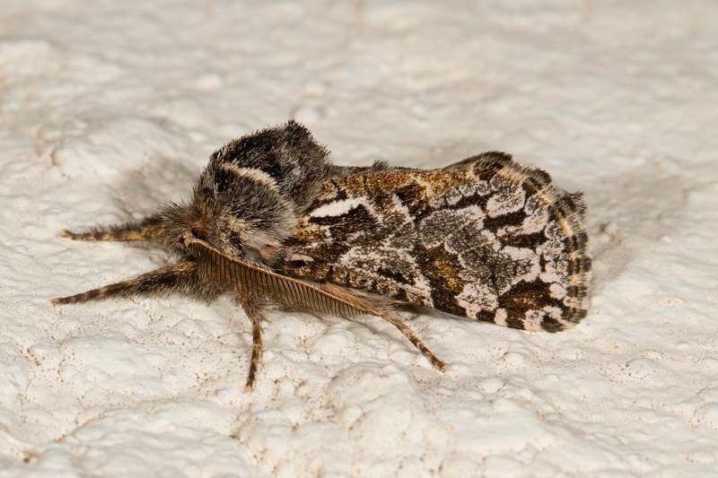 Hypopta breyeri