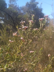 Grevillea sphacelata
