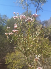 Grevillea sphacelata