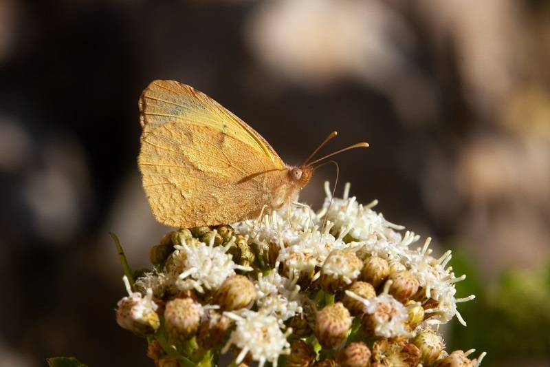 Teriocolias zelia