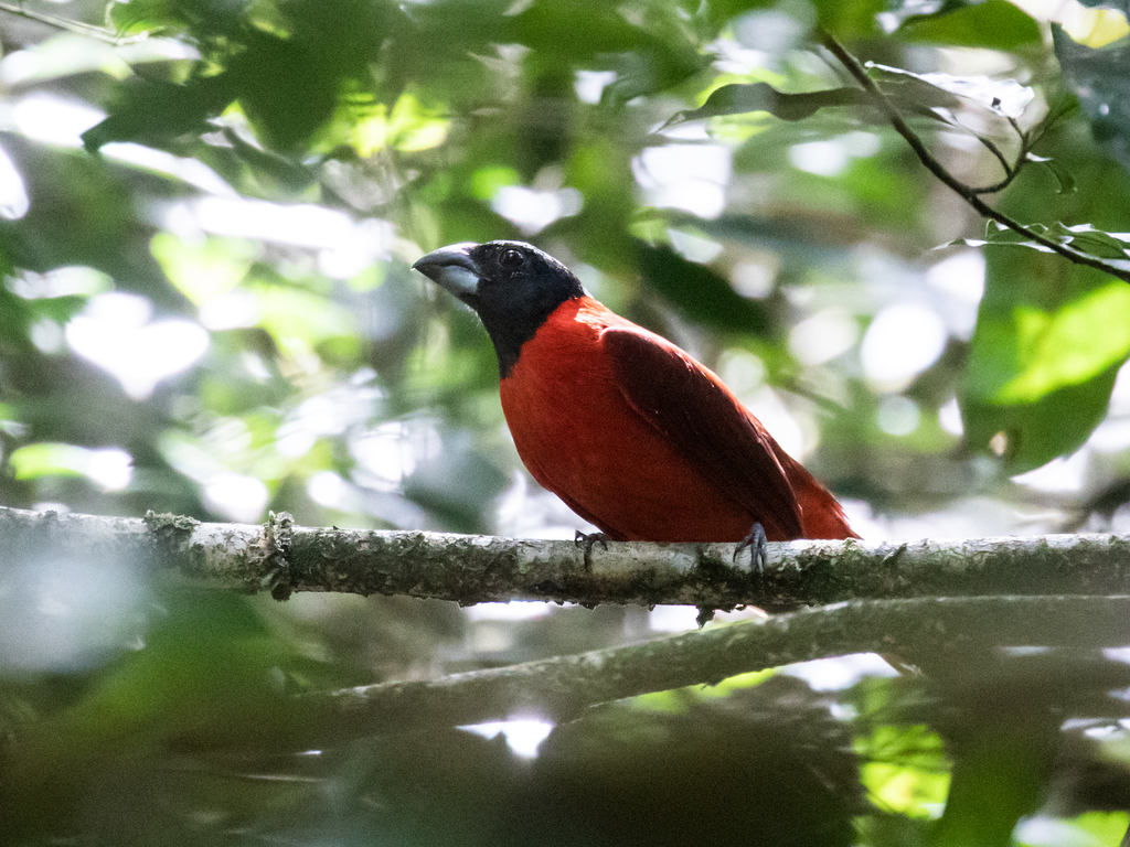 Red-and-black Grosbeak photo