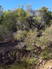 Grevillea sphacelata