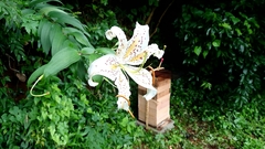 Lilium auratum
