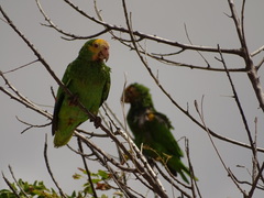 Amazona barbadensis