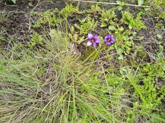 Sisyrinchium scabrum