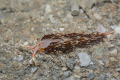 Phidiana militaris