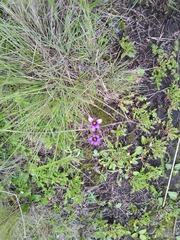 Sisyrinchium scabrum