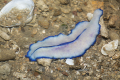 Pseudoceros concinnus