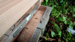 Apis cerana japonica