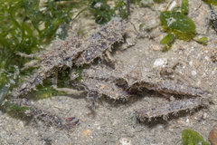 Rhinolambrus pelagicus