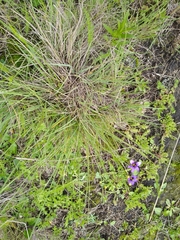 Sisyrinchium scabrum