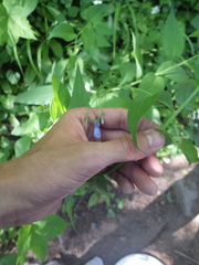 Mertensia paniculata