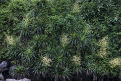 Dracaena cochinchinensis