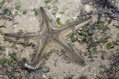 Astropecten indicus
