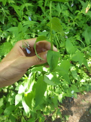 Mertensia paniculata
