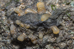 Eudistoma