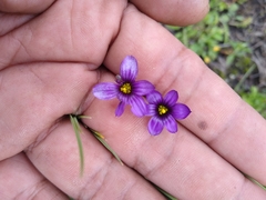 Sisyrinchium scabrum