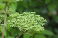 Angelica cyclocarpa
