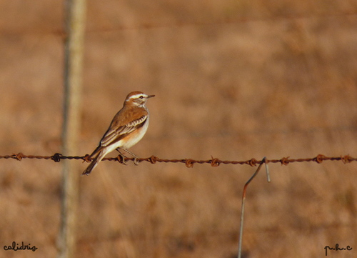 Rusty-backed Monjita (Neoxolmis rubetra), photo 9