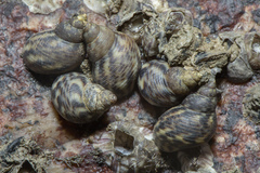 Littorinoidea