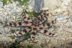 Luidia maculata
