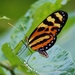 Mariposa Alas de Tigre Lysimnia - Photo (c) Tom Benson, algunos derechos reservados (CC BY-NC-ND)