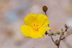 Balbisia microphylla