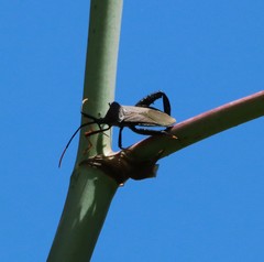 Acanthocephala thomasi
