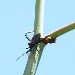 Acanthocephala thomasi