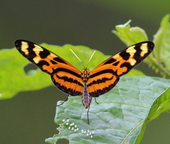 Mechanitis lysimnia utemaia