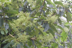 Rhus javanica