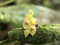 Pleurothallis dibolia