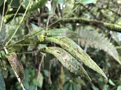 Pleurothallis dibolia
