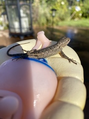 Sceloporus occidentalis
