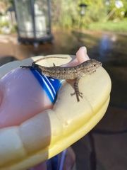 Sceloporus occidentalis