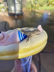 Sceloporus occidentalis