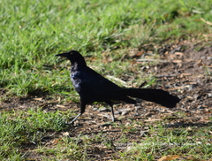 Quiscalus mexicanus